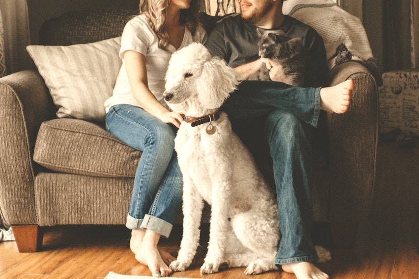 A married couple sitting on their couch with a dog and cat.